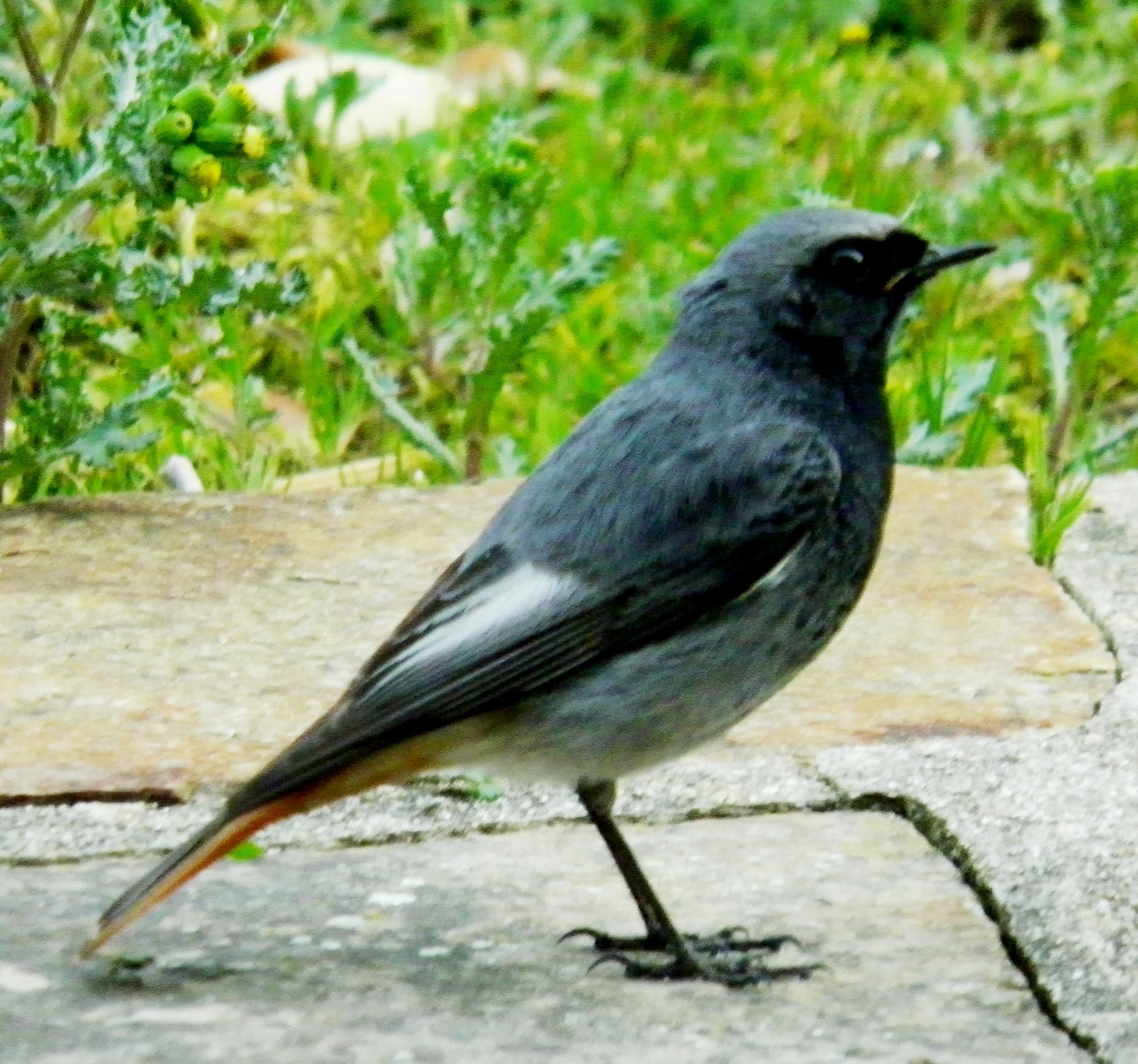 UN BEL OISEAU